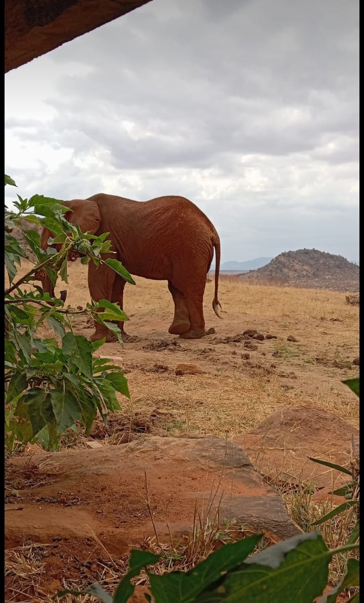 tsavo